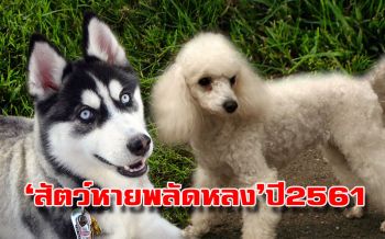 เปิดสถิติสัตว์หาย-พลัดหลงปี2561! เผย‘พุดเดิ้ล’หายเยอะสุด‘ไซบีเรียนฮัสกี’แชมป์พลัดหลง