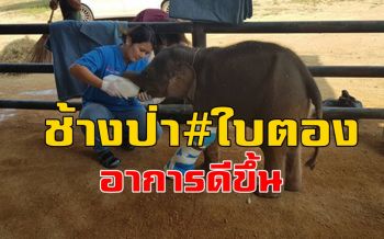 คลิป แม้ยังบาดเจ็บแต่น่ารัก! \'ลูกช้างป่าใบตอง\'
