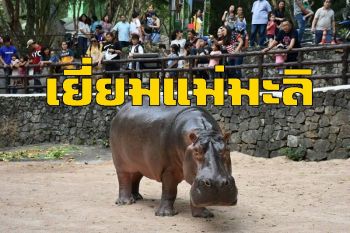 นักท่องเที่ยวแห่เยี่ยมชมฮิปโป ”แม่มะลิ” ที่สวนสัตว์เปิดเขาเขียว