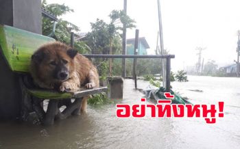 ชาวเน็ตห่วง! หมา-แมวถูกปล่อยทิ้งดิ้นรนหาทางรอด หลังเจ้าของเร่งอพยพหนี\'ปาบึก\'
