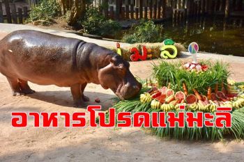 สวนสัตว์เขาเขียวรับขวัญ \'แม่มะลิ\' ฮิปโปโปเตมัสขวัญใจคนไทย