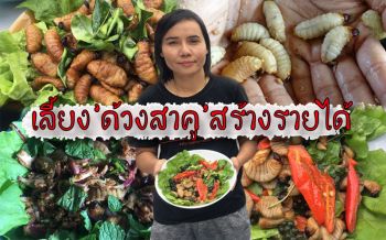 พยาบาลสาวสตูล! เลี้ยง‘ด้วงสาคู\'สร้างอาชีพเสริมหลังจากงานประจำทำรายได้เป็นแสน