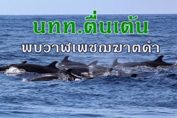 นักท่องเที่ยวสุดตื่นเต้น! พบฝูง \'วาฬเพชฌฆาตดำ\' นับสิบแหวกว่ายโชว์ตัวหมู่เกาะสิมิลัน