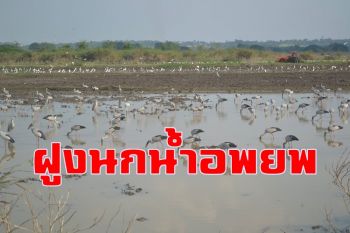 พบฝูงนกอพยพอาศัยในเขตห้ามล่าสัตว์ป่าเขื่อนป่าสักชลสิทธิ์เกือบ 6 พันตัว