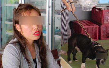สาวเจ้าของหมาบูลลี่ขย้ำแมว เปิดใจห้ามไม่ไหว\'ไม่อยากเลี้ยงอีกต่อไป\'