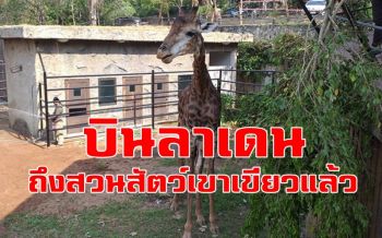 ย้าย \'บินลาดิน\' ยีราฟจาก \'เขาดินวนา\' ถึง \'สวนสัตว์เปิดเขาเขียว\' แล้ว