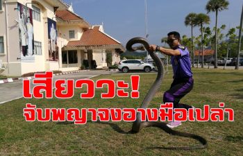 เสียวกันอีกรอบ! กู้ภัยอ่าวนางโชว์จับ \'พญาจงอาง\' ยาว 5 เมตรด้วยมือเปล่า