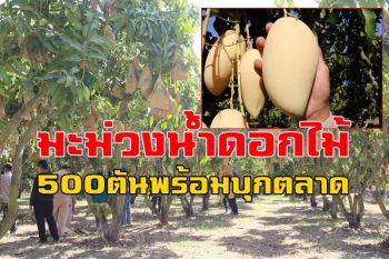 มะม่วงน้ำดอกไม้แปลงใหญ่กาฬสินธุ์ 500 ตันพร้อมวางตลาด คาดงินสะพัดกว่า 20 ล้าน