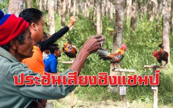 สีสันชาวบ้าน! แข่งขันประชันเสียงไก่แจ้เป็นตัวแทนไปชิงแชมป์ประเทศไทย
