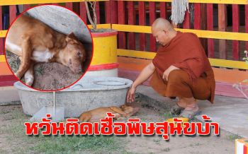 หวั่นเกิดโรคระบาดพิษสุนัขบ้าภายในวัด! เป็นอัมพาตครึ่งตัวลุกเดินไม่ได้6ตัวพร้อมกัน