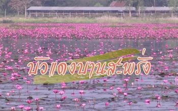 หนองคายอากาศเย็น บัวแดงออกดอกสะพรั่งรอรับนักท่องเที่ยว