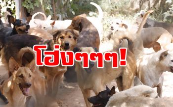 ไขข้อข้องใจ‘สุนัขเห่าหอน’ เจ้าของมีโทษผิดกฎหมายหรือไม่