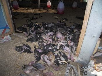 ลูกไก่ตายยกเล้า300ตัว  ปศุสัตว์อำนาจเจริญคาดโรคติดต่อ