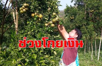 เจ้าของสวนส้มโชกุน \'เบตง\' เร่งเก็บผลผลิต ส่งขายช่วงตรุษจีน-เผยยอดสั่งวันละ3,000กก.