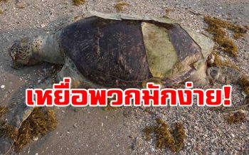 ‘เต่าตนุ’ตายเกยหาดชุมพร เศษ‘ขยะพลาสติก’คาปาก