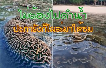 ปะการังโผล่เหนือน้ำริมหาดอ่าวกวางปีบ เกาะพยาม อวดความงามนักท่องเที่ยว