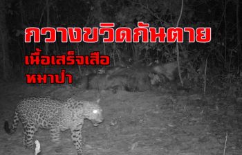 \'เสือ-หมาป่า\' รุมแทะกินซากกวางป่าขวิดกันตายใน อช.แก่งกระจาน (ชมคลิป)