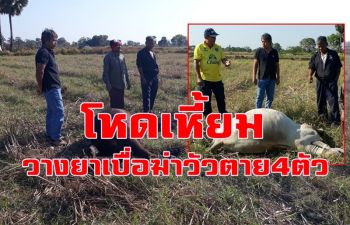 คนใจเหี้ยม! วางยาเบื่อฆ่าวัวพันธุ์บราห์มัน-ชาโรเลส์ตาย 4 ตัวโคม่า 1