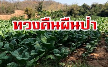 แฉนายทุนรุกป่าต้นน้ำ‘ลุ่มน้ำป่าสัก’ ออกโฉนดมิชอบทำสวน 3 พันไร่