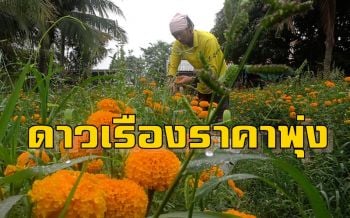 เกษตรกรรับทรัพย์! \'ดอกดาวเรือง\' ราคาพุ่ง-ออเดอร์เพียบ รับฤดูหาเสียง