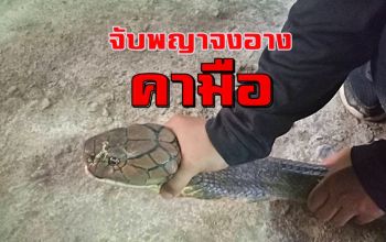 คลิป เด็กหญิง 11 ร้องลั่น! พญาจงอางเลื้อยเข้าบ้าน