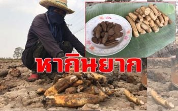 เข้าสู่หน้าแล้งชาวนาเมืองช้างออกตระเวนขุด \'รากบัว\' นำมาเชื่อมน้ำตาลขาย
