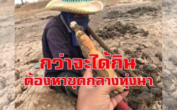 คลิป สองผัวเมียตระเวนขุด \'รากบัว\' นำมาเชื่อมน้ำตาลขาย