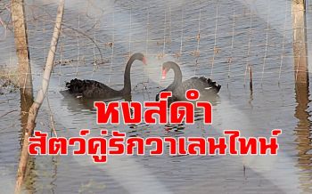 เปิดงานวิจัย\'หงส์ดำ\'สัตว์คู่รักรับวาเลนไทน์แหล่งเรียนรู้-ท่องเที่ยวเชิงเกษตรเมืองน้ำดำ