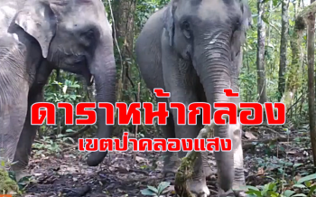 คลิป ช้างป่า 2 ตัวยืนโชว์หุ่นหน้ากล้องดักถ่ายสัตว์กลางป่าเขตฯ คลองแสง