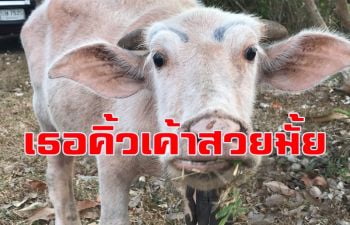 น่ารักน่าเอ็นดู! ลูกควายเผือกแสนรู้มีเพื่อนรักเป็นสุนัขวิ่งเล่นหากินด้วยกัน
