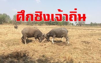 ไม่เกี่ยวการเมืองนะ! ควายหนุ่ม 2 ตัวเปิดศึกชนกันแย่งชิงเป็นเจ้าถิ่น (ชมคลิป)
