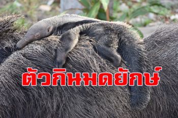 สวนสัตว์เขาเขียวทำสำเร็จ! ขยายพันธุ์ตัวกินมดยักษ์สัตว์หาดูยาก จากอเมริกาใต้