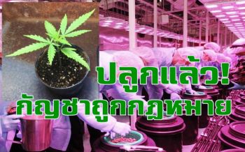 องค์การเภสัชกรรมเริ่มปลูกกัญชาทางการแพทย์ตาม กม.แห่งแรกในอาเซียน