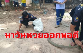 จงอาง! เลื้อยเข้าบ้านชูคอแผ่แม่เบี้ย เจ้าของบ้านวิ่งหนีตายก่อนแจ้งกู้ภัยจับ (ชมคลิป)