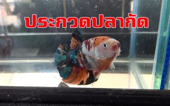 ครั้งแรก! สงขลาจัดประกวดปลากัดไทย ชิงถ้วย \'ป๋าเปรม ติณสูลานนท์ \'