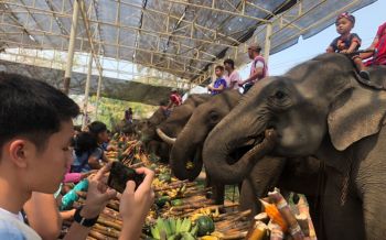ชาวกะเหรี่ยงรวมมิตรจัดเลี้ยงขันโตกช้าง\'วันช้างไทย\'