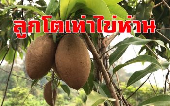 เกษตรกรชาวหนองคายหันปลูก \'ละมุดพันธุ์ไข่ห่าน\' ปลูกง่ายไม่พอขาย