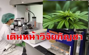 \'ม.นเรศวร\'เดินหน้าวิจัยสารสกัดจากกัญชา คาดได้ผลิตภัณฑ์ต้นแบบใน1ปี