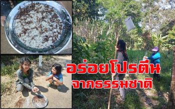 แหย่ไข่มดแดงทำ \'แกงผักหวานป่า-ไข่เจียว\' ขายกก.ละ 500 บาท