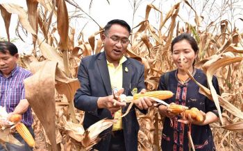 อธิบดีฯปศุสัตว์เยี่ยมชมแปลงสาธิตการปลูกข้าวโพดหลังนา โครงการสานพลังประชารัฐ