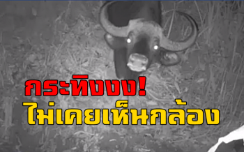 กระทิงขี้สงสัย! ยืนงงมองกล้องดักถ่ายในเขตป่าห้วยทับทัน-ห้วยสำราญ