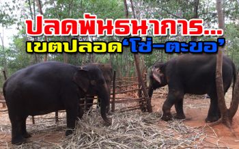 ‘สุรินทร์โปรเจ็ค’...สัมผัสวิถีดั้งเดิม‘คนกับช้าง’ที่วัดป่าอาเจียง