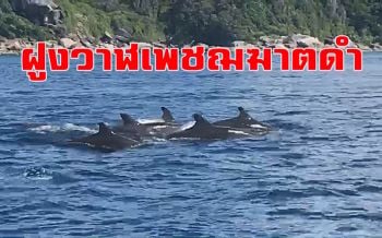 นักท่องเที่ยวเฮ! พบฝูงวาฬเพชฌฆาตดำกว่าสิบตัวโผล่หมู่เกาะสิมิลัน