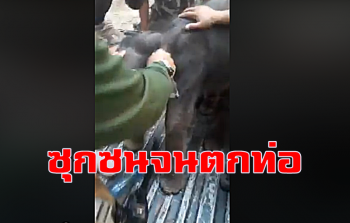 คลิป  น่าสงสาร! ลูกช้างน้อยตกท่อ จนท.ช่วยนำปล่อยชายป่าภูวัวรอแม่มารับ