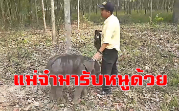 คลิป คิดถึงแม่! ลุ้นลูกช้างป่าภูวัวตกท่อรอแม่มารับ! จนท.เฝ้าสังเกตการณ์ใกล้ชิด