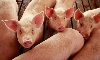 อหิวาต์หมูลามหนัก\'เวียดนาม-กัมพูชา\' หวั่นเข้าไทย-วอน\'บิ๊กตู่\'ไฟเขียวมาตรการป้องกันวาระแห่งชาติ