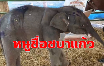 คลิป ตั้งชื่อลูกช้างป่าภูวัวจอมซนตกท่อ \'ชบาแก้ว\' จนท.เผยอาการดีขึ้นมาก