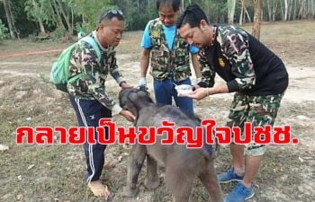 \'ชบาแก้ว\' ลูกช้างป่าภูวัวจอมซนตกท่อ กลายเป็นขวัญใจประชาชนไปแล้ว