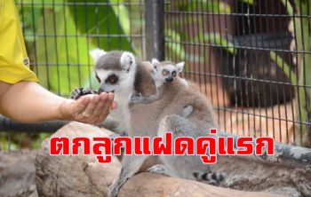 สวนสัตว์โคราชเฮ! \'ลีเมอร์หางแหวน\' ตกลูกแฝดคู่แรก