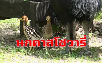 สวนสัตว์สงขลาเปิดให้ชม \'ลูกนกคาสโซวารี่\' สมาชิกใหม่ 2 ตัวสงกรานต์นี้